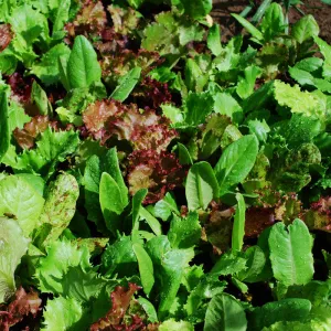 Lettuce Heirloom Cutting Blend Organic Seed