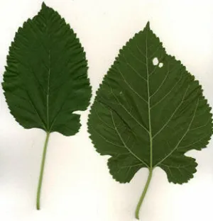 Mulberry Leaf