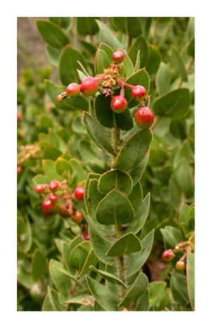 Uva Ursi leaf 2 oz. Bulk Herb